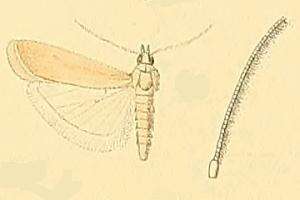 Ancylosis calcariella resmi