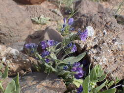 Image of Echium bonnetii Coincy