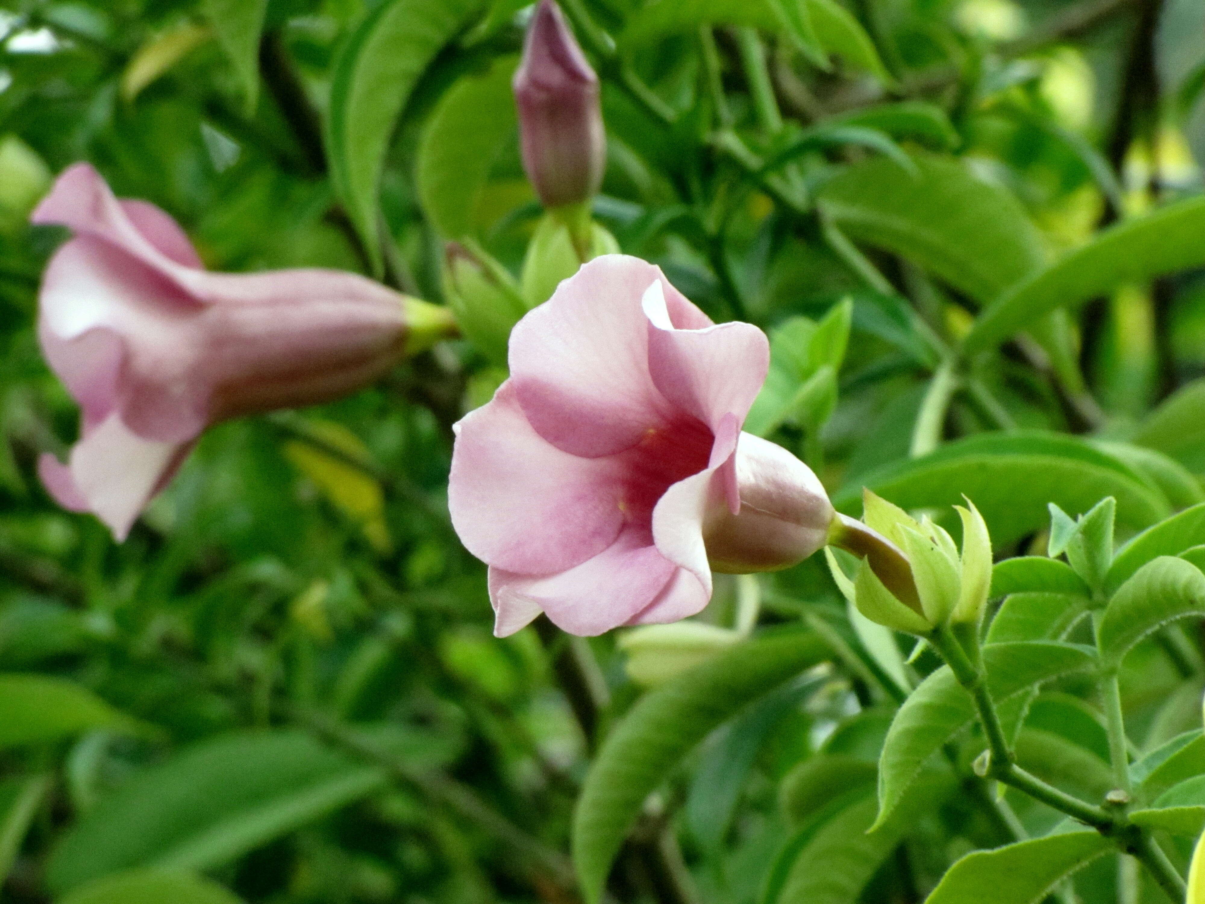 Image of purple allamanda