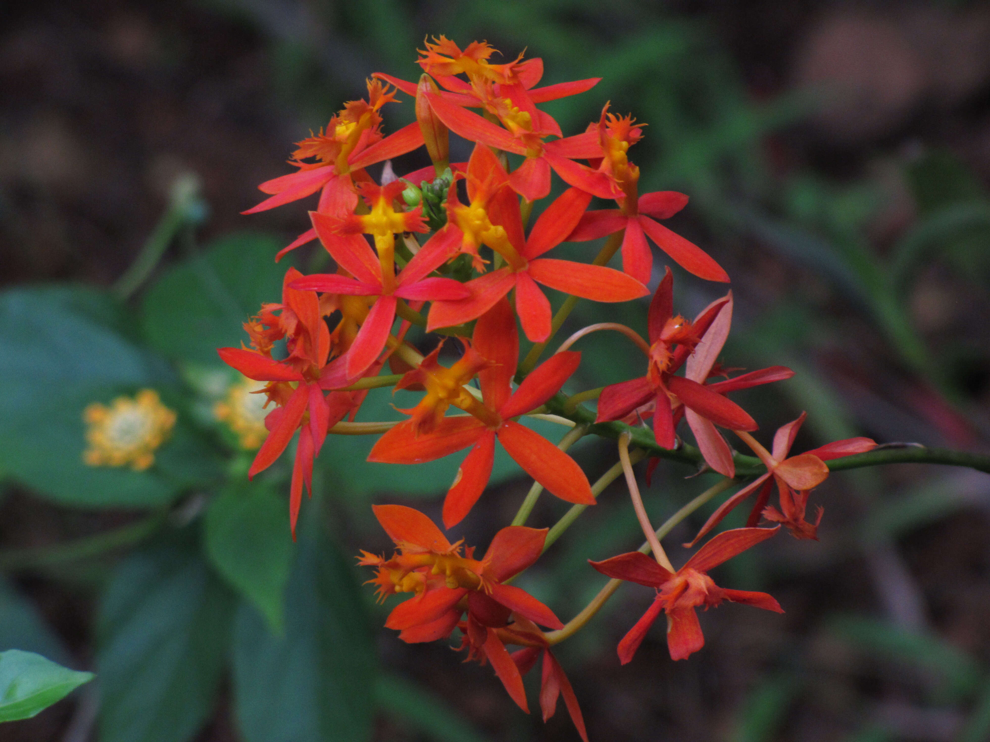 Plancia ëd Epidendrum radicans Pav. ex Lindl.