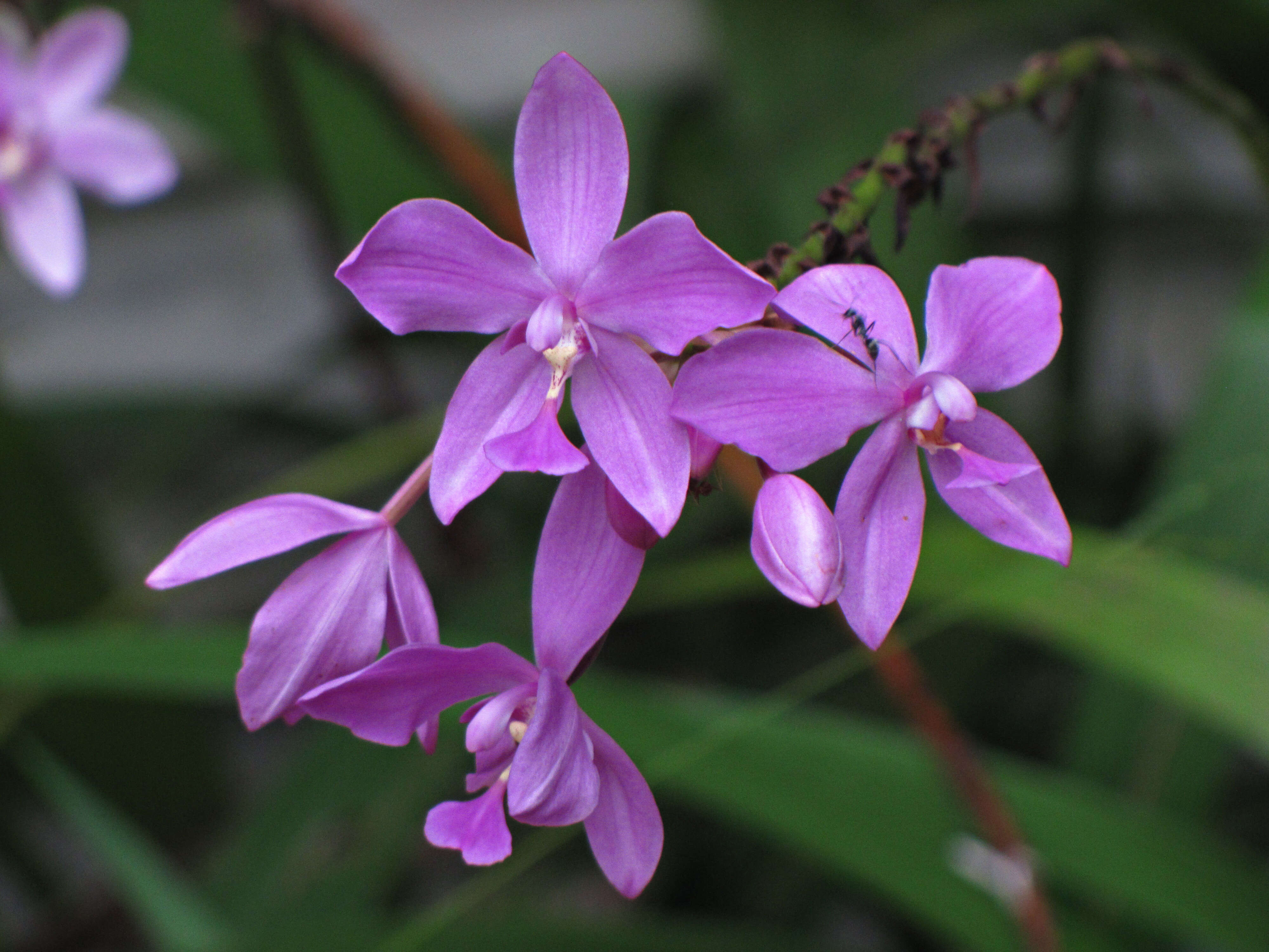 Sivun Spathoglottis plicata Blume kuva