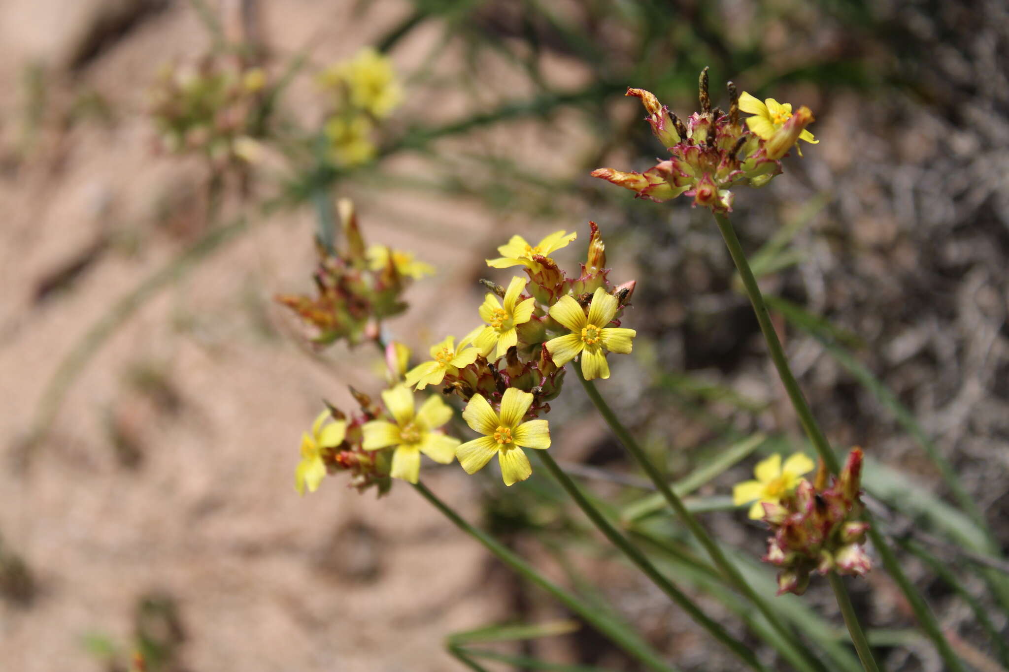 Image of Oxalis tortuosa Lindl.