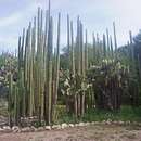 Image of <i>Lophocereus marginatus</i>