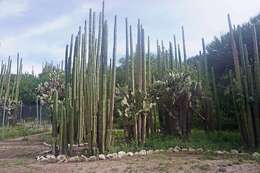 Image of <i>Lophocereus marginatus</i>