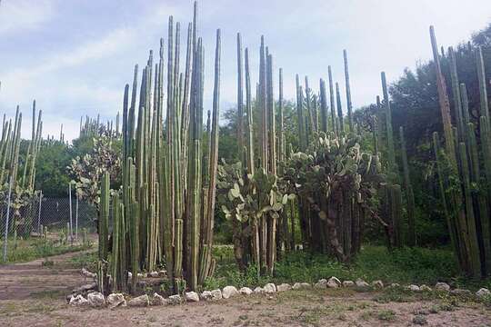 Image of Echinocereeae