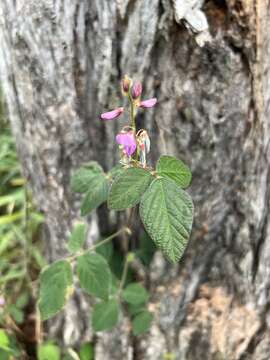 Desmodium intortum (Mill.) Urb. resmi