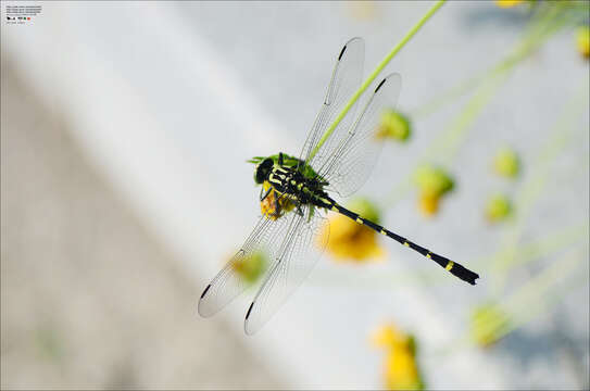 Imagem de Sieboldius albardae Selys 1886