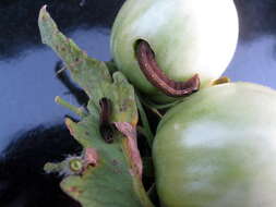 Image of Corn Earworm