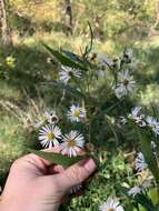 Plancia ëd Symphyotrichum lanceolatum var. latifolium (Semple & Chmiel.) G. L. Nesom