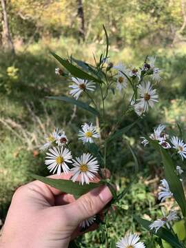 Image of Symphyotrichum lanceolatum var. latifolium (Semple & Chmiel.) G. L. Nesom