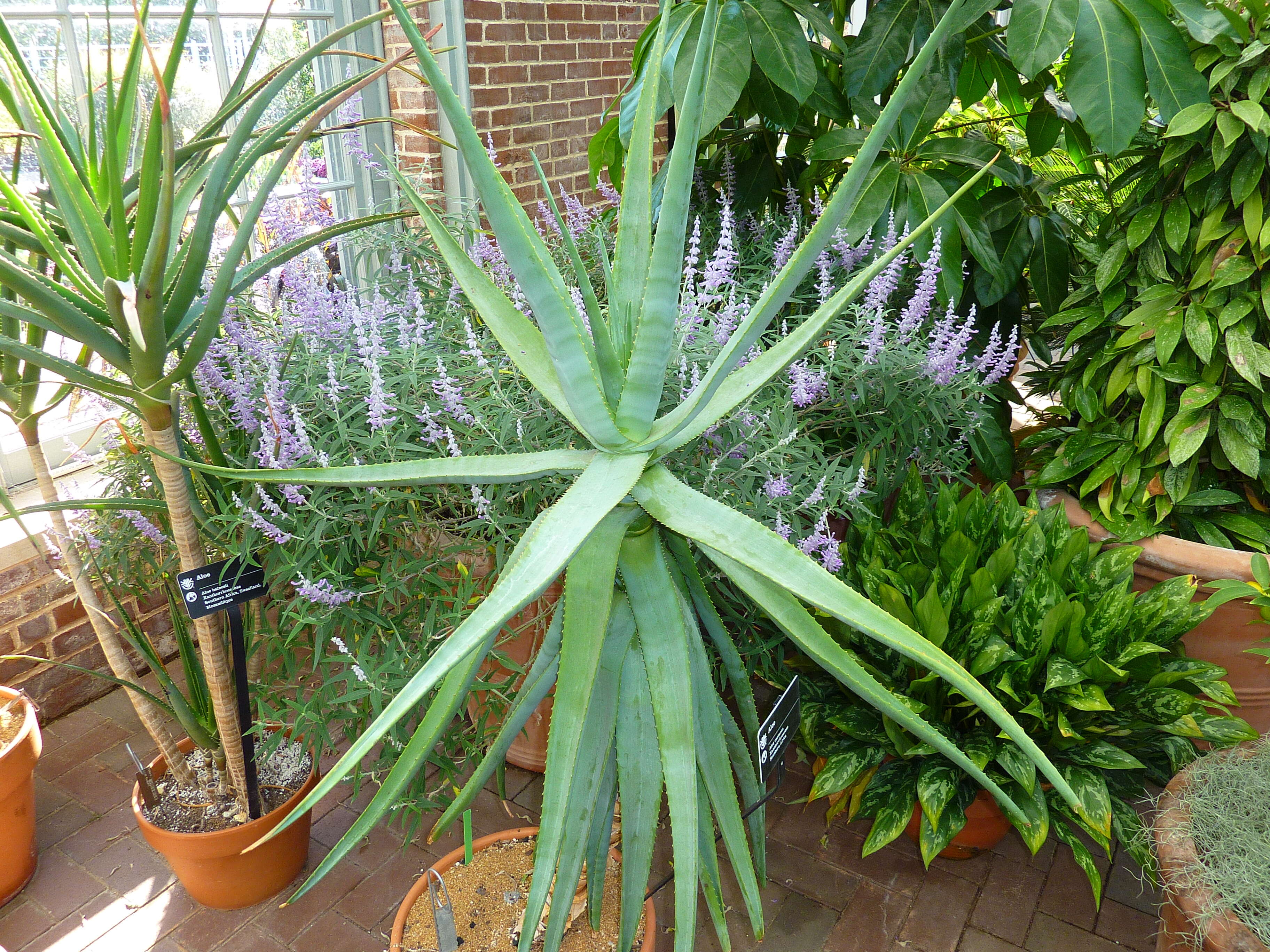 Image of Aloe castanea Schönland