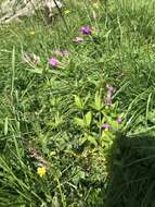 Image of alpine willowherb