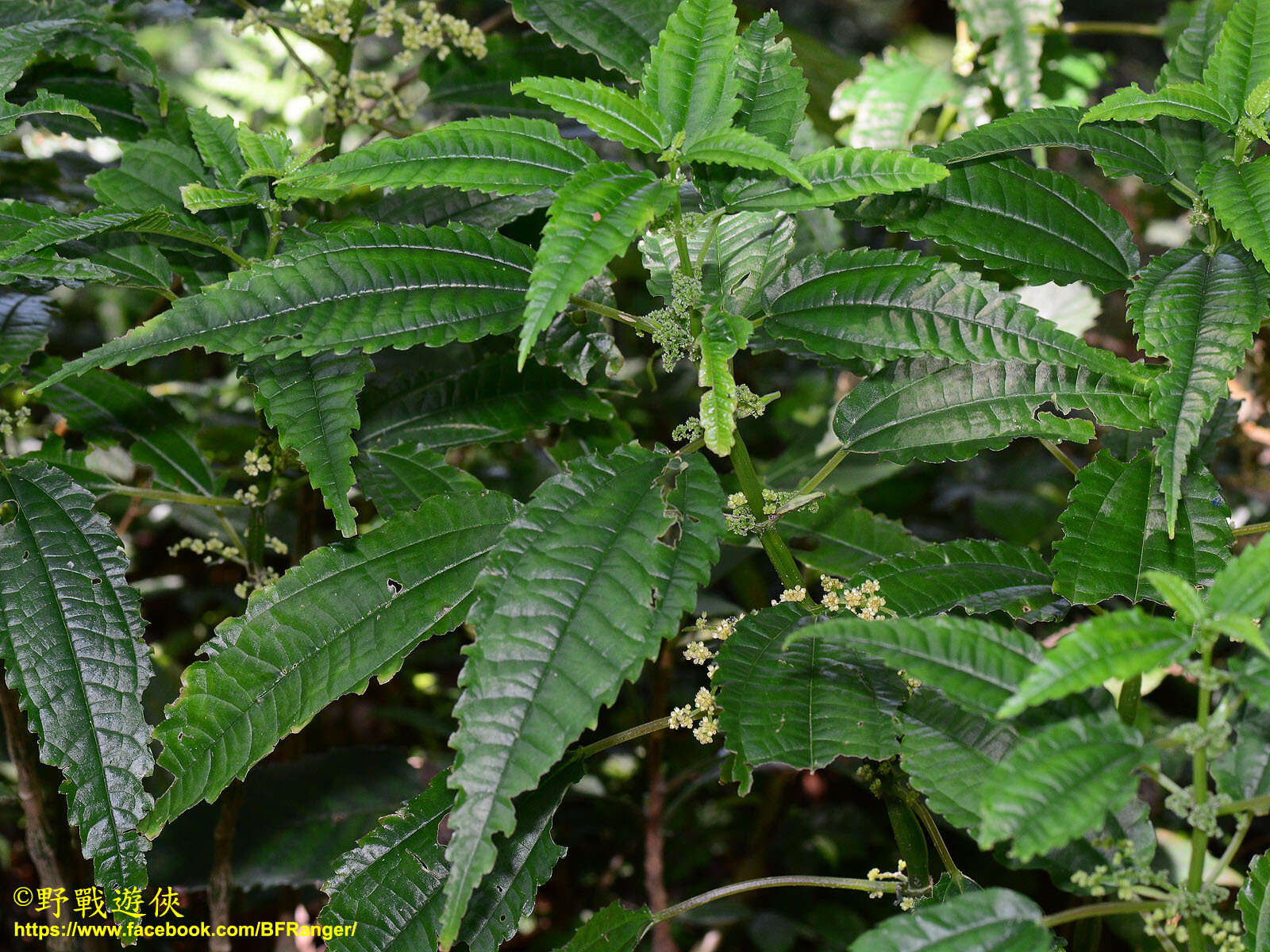 Image of Pilea angulata (Bl.) Bl.