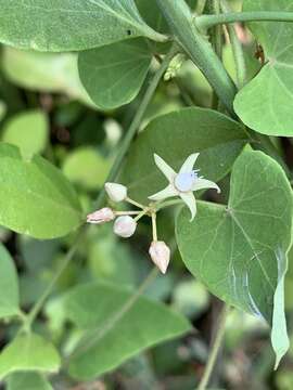 Image of Cynanchum mossambicense K. Schum.