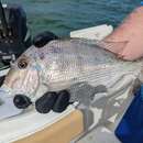 Image of Littlehead Porgy