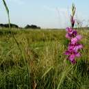 Слика од Gladiolus imbricatus L.