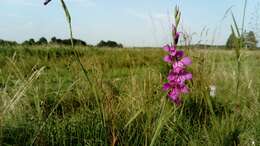 Слика од Gladiolus imbricatus L.