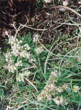 Image of Mono draba