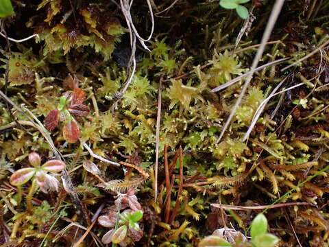 Sphagnum tenellum Bridel 1819的圖片