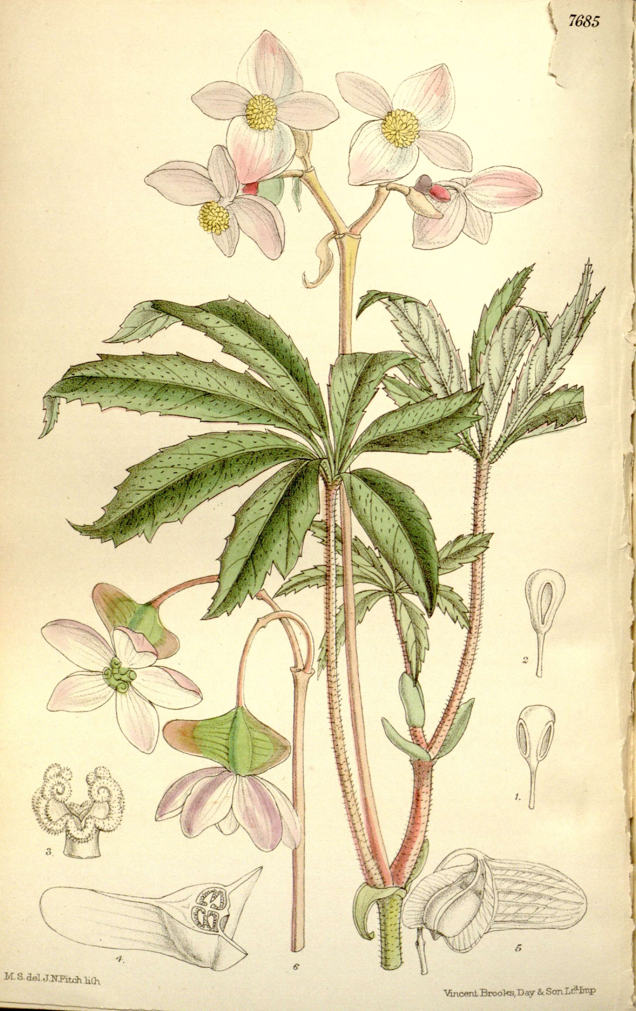 Слика од Begonia hemsleyana Hook. fil.