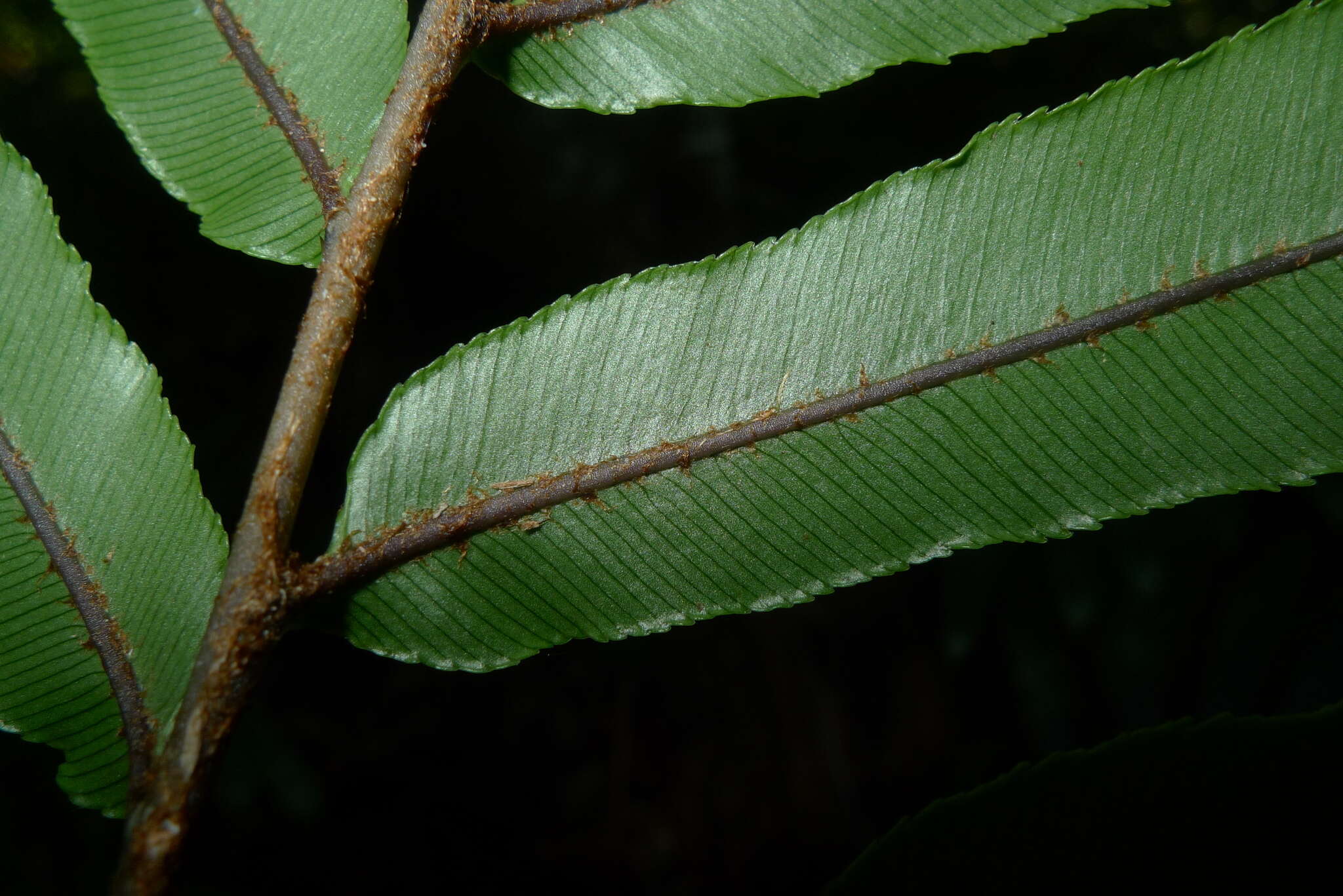 Image de Parablechnum chauliodontum (Copel.) Gasper & Salino