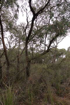 Image of Eucalyptus willisii P. Y. Ladiges, C. J. Humphries & M. I. H. Brooker