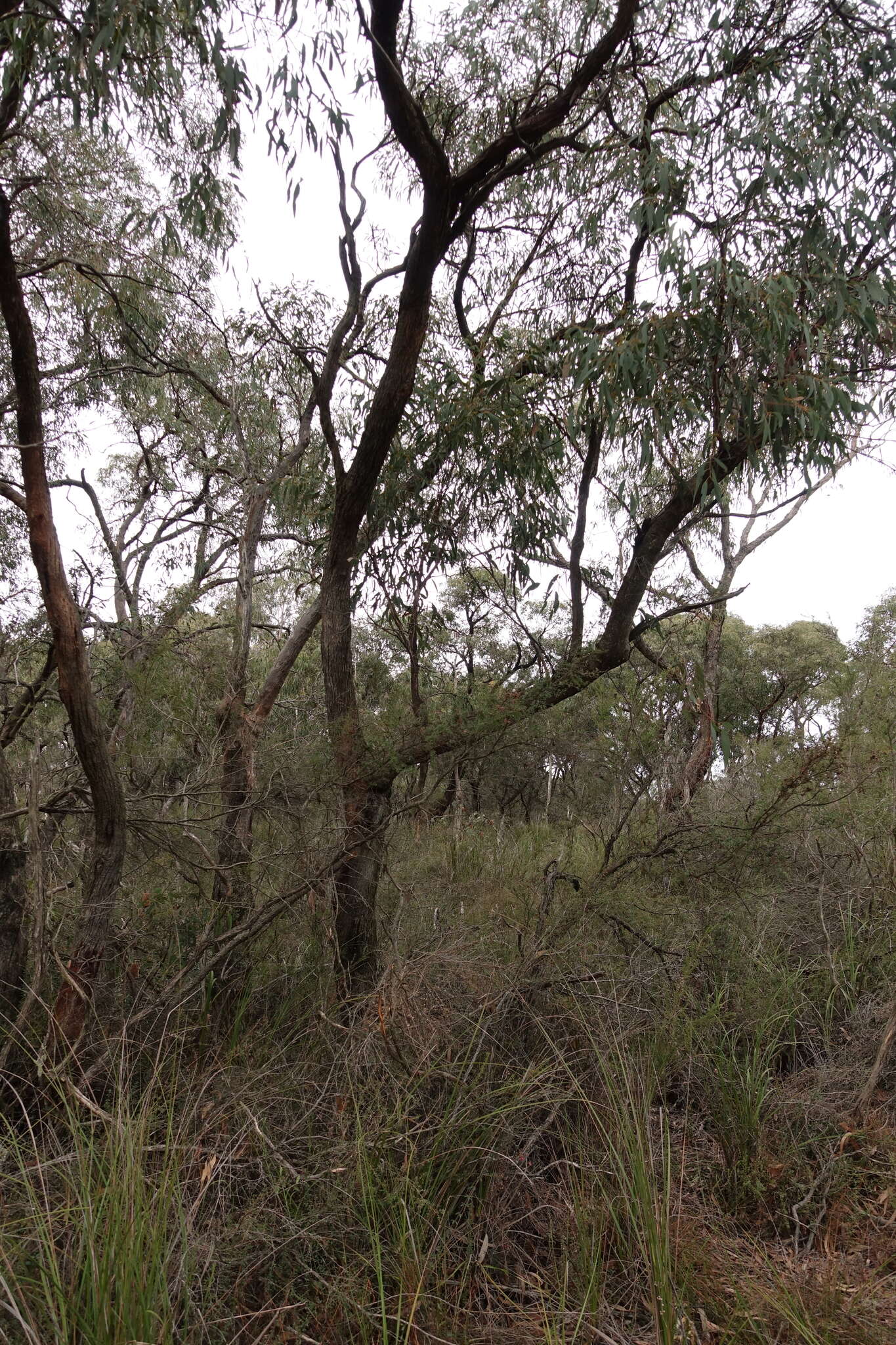 Image of Eucalyptus willisii P. Y. Ladiges, C. J. Humphries & M. I. H. Brooker