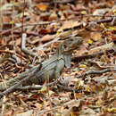 Image of Guatemalan Black Iguana