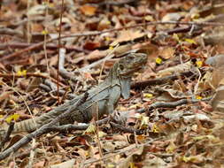 Image of Guatemalan Black Iguana