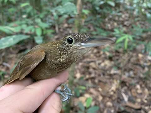 Plancia ëd Xiphorhynchus elegans (Pelzeln 1868)