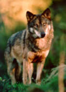 Imagem de Canis lupus signatus