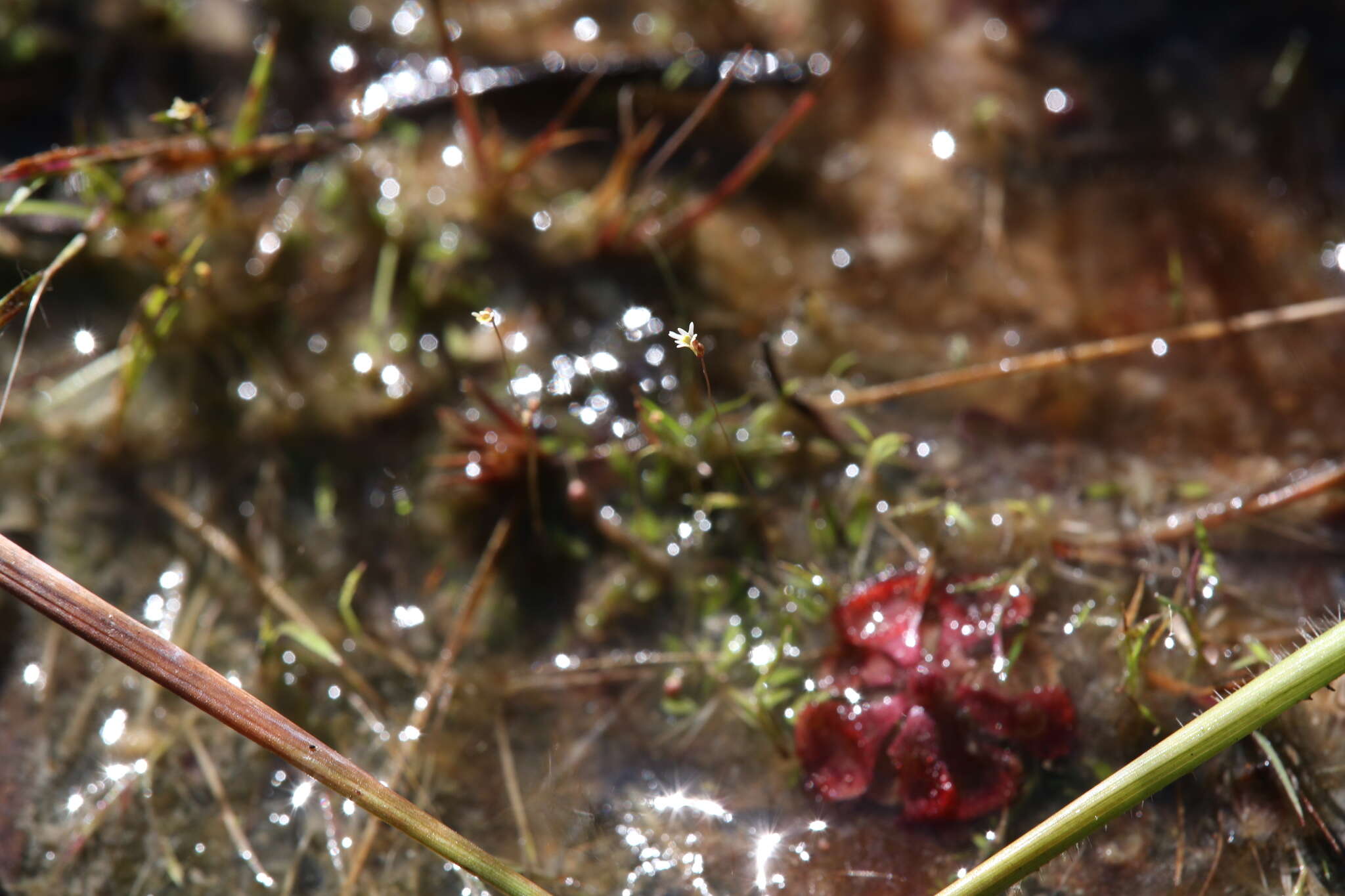 Utricularia quinquedentata F. Mueller ex P. Taylor resmi