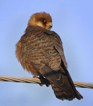 Image of Red-footed Falcon