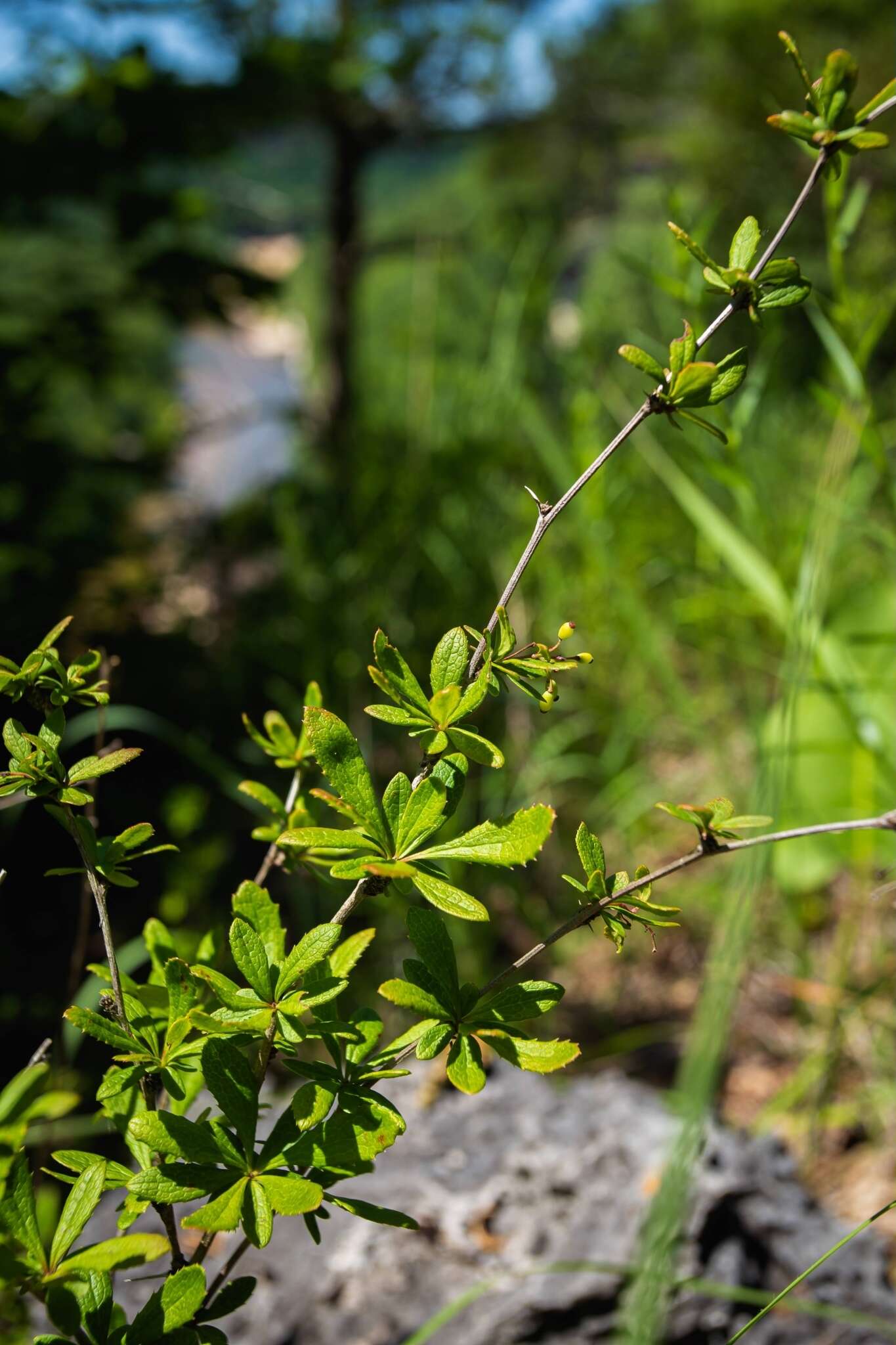 Plancia ëd Berberis canadensis Miller