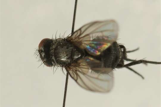 Phytomyptera cingulata (Robineau-Desvoidy 1830)的圖片