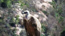 Image of Eurasian Griffon Vulture