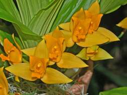 Image of Sweet scented Lycaste