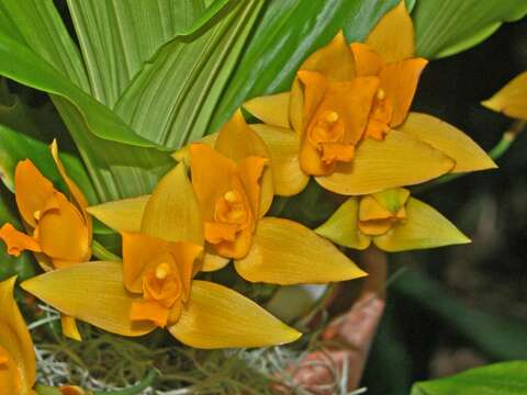 Image of Sweet scented Lycaste