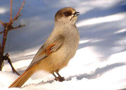 Image of Siberian Jay