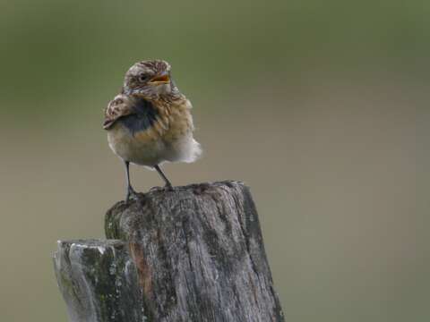 Image of Whinchat