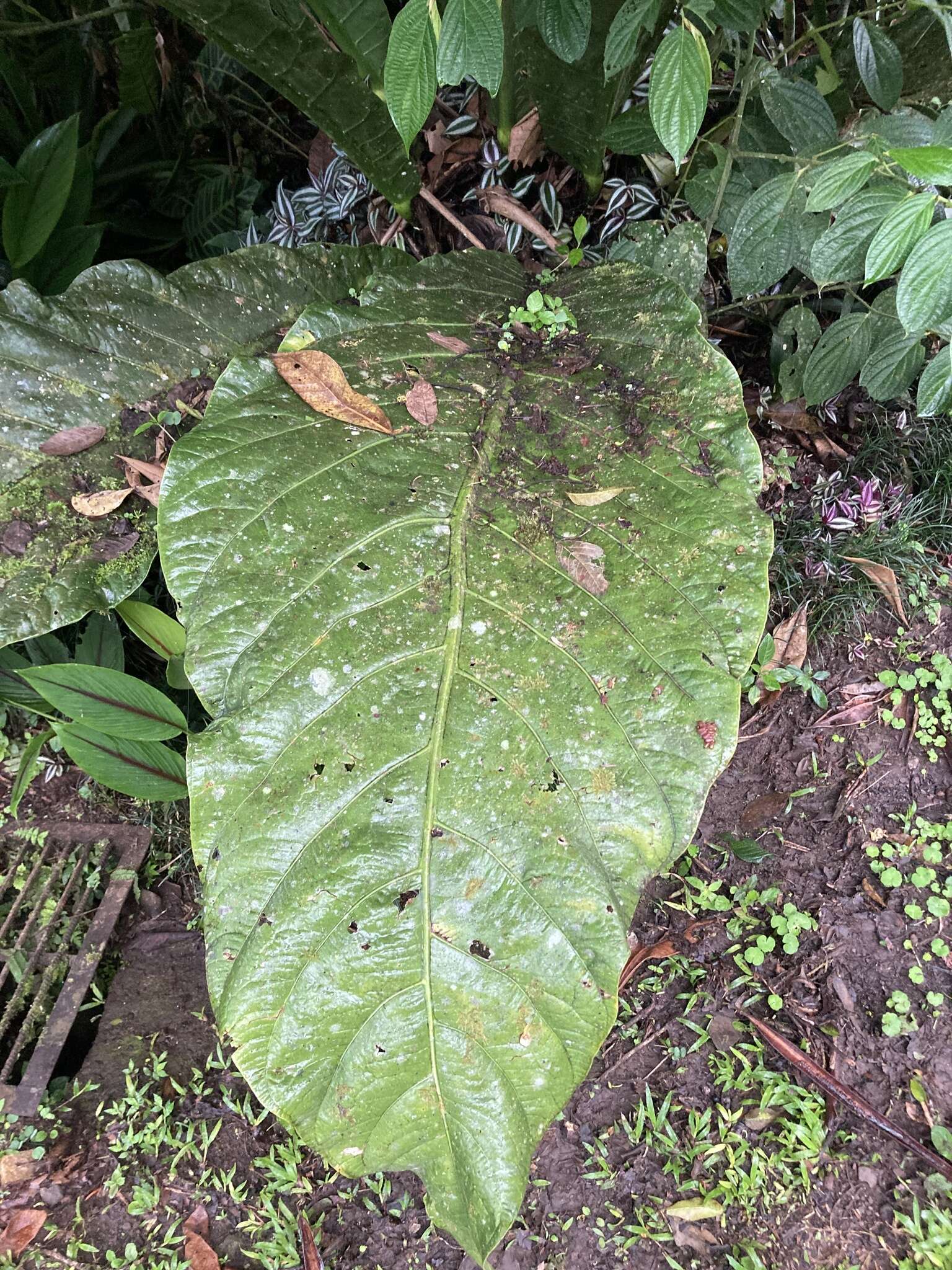 Image of Anthurium salvinii Hemsl.