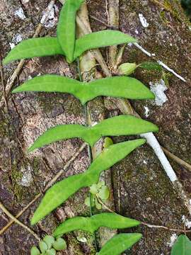 Image of Adenia cordifolia (Bl.) Engl.