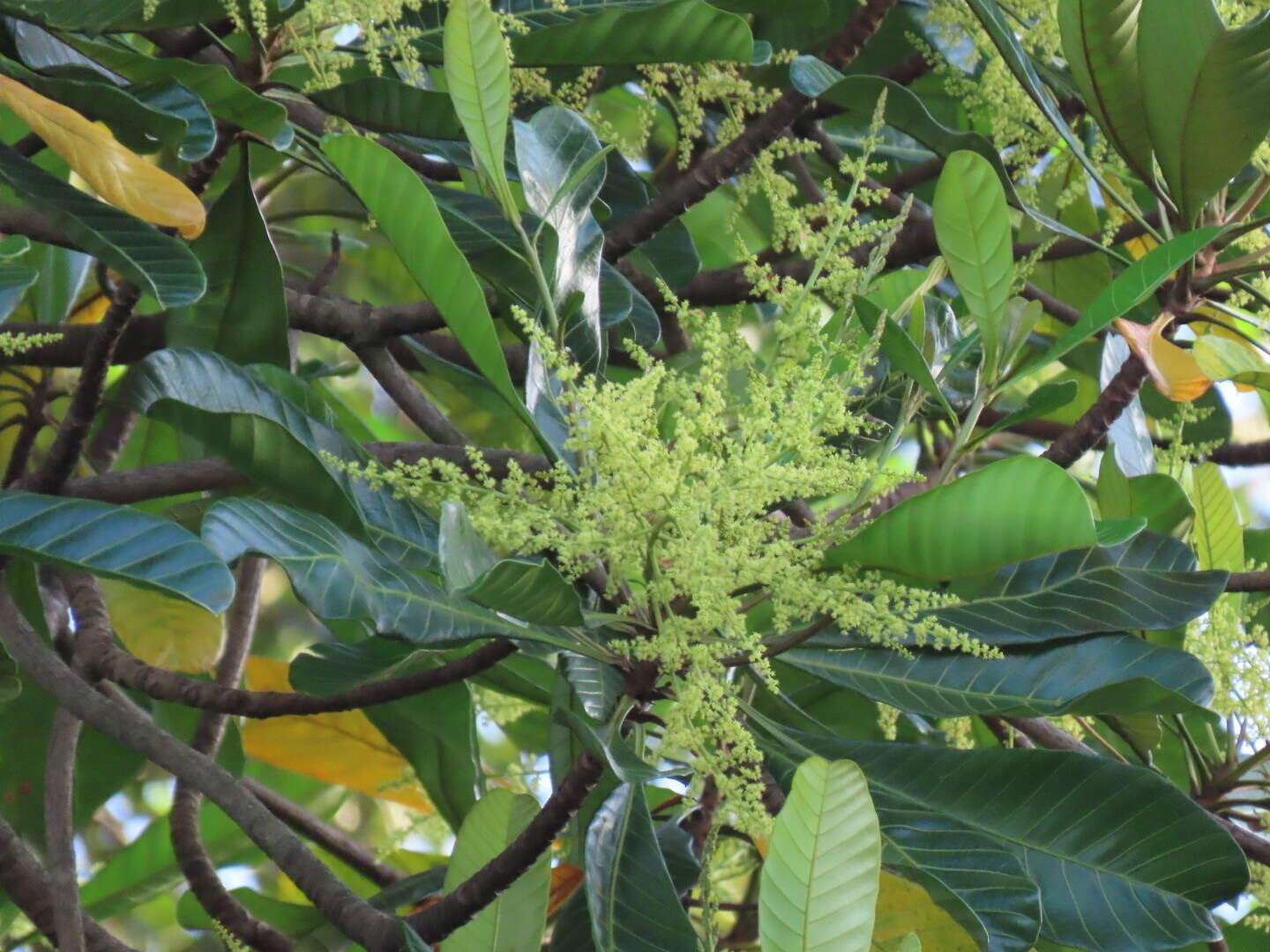 Image of Campnosperma auriculatum (Bl.) Hook. fil.