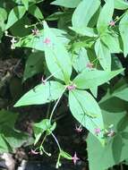 صورة Galium latifolium Michx.