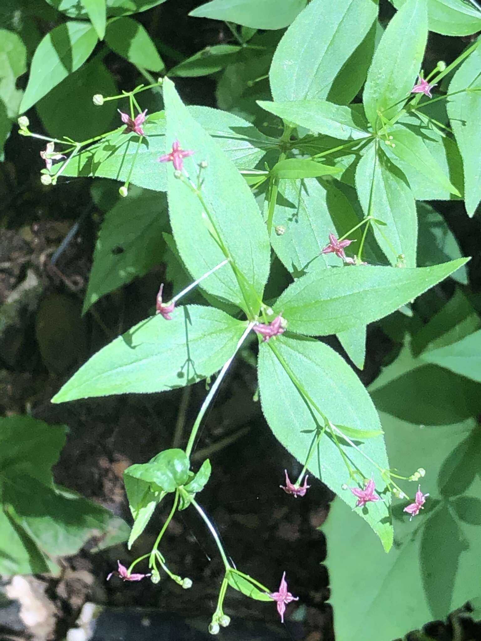 Imagem de Galium latifolium Michx.