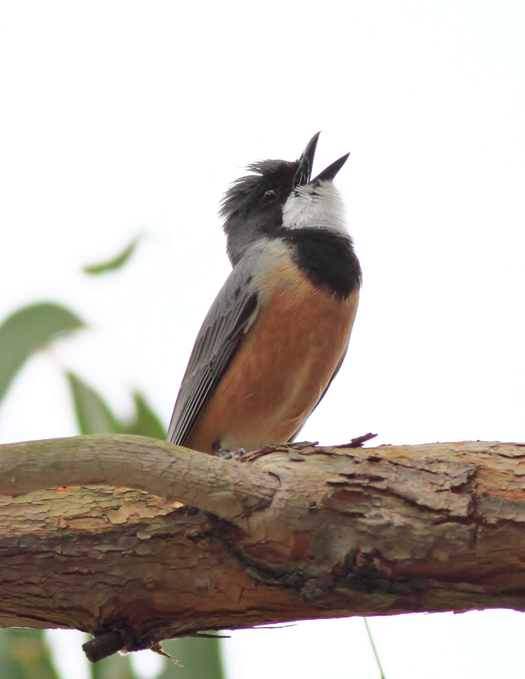 Image of Rufous Whistler