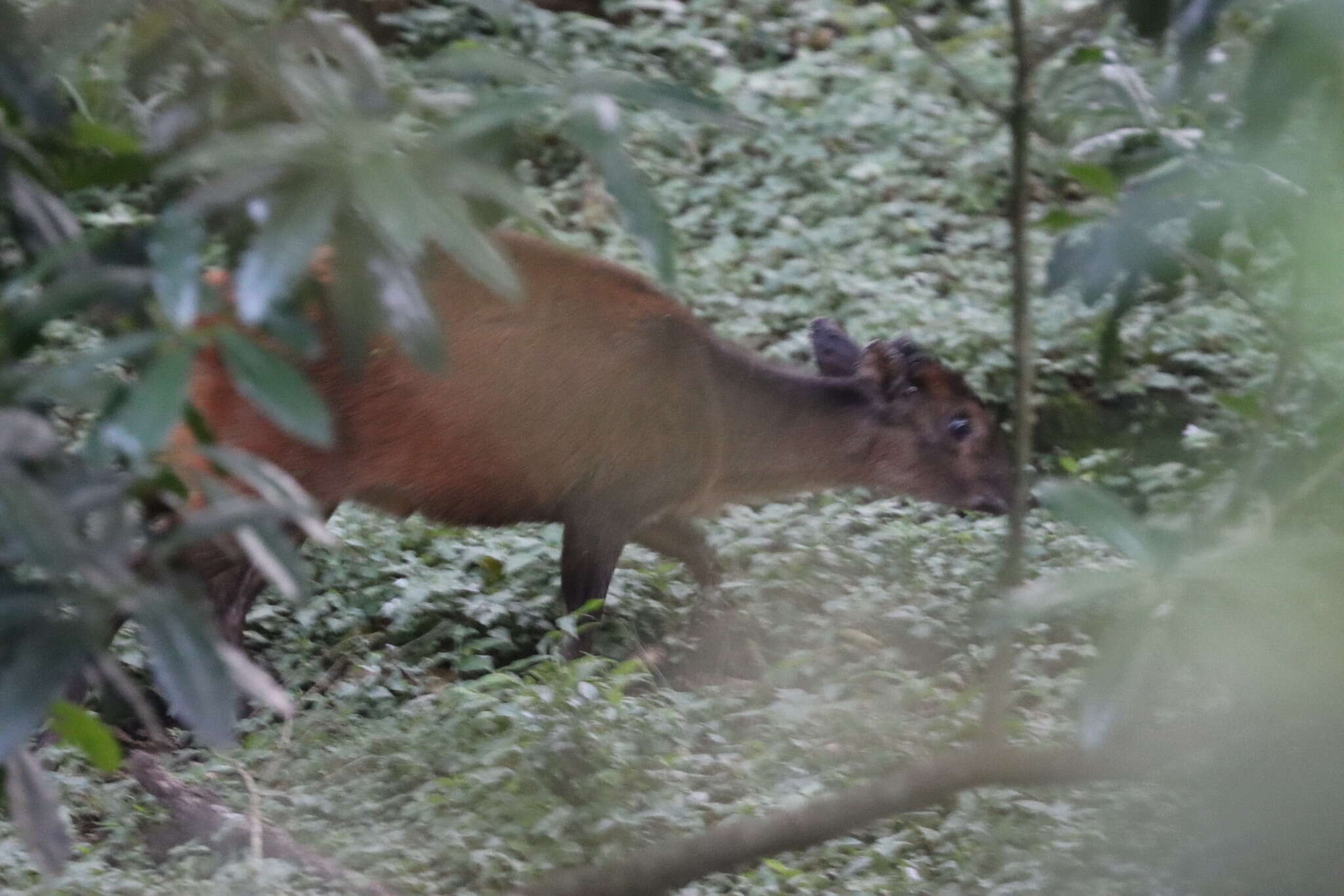 Image of East African Red Duiker