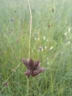 Image of blue umbrella-sedge