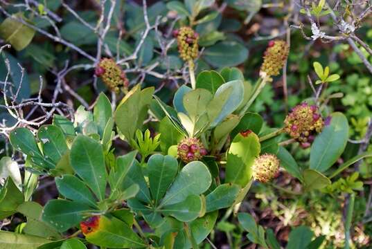 Image de Cussonia thyrsiflora Thunb.