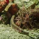 Image of Longsnout pipefish